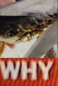crab why.png